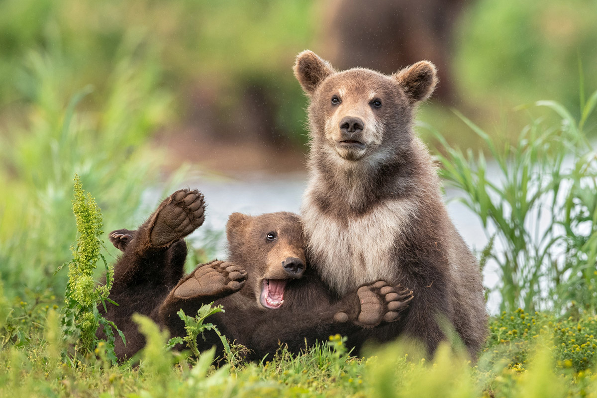 Wildlife что нового